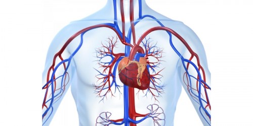 Chelation Therapy for Heart Disease