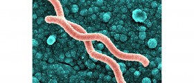 Helicobacter pylori associated diseases