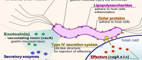 H. Pylori - Latest Discoveries And Treatment Options