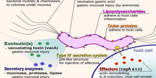 H. Pylori - Latest Discoveries And Treatment Options