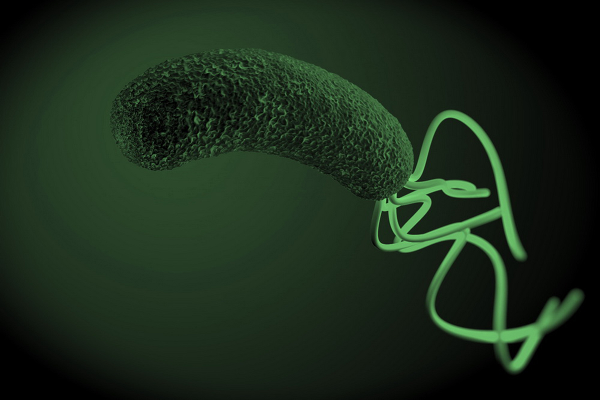 Helicobacter Pylori, From Its Discovery To Its Role In Cancer