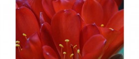 Five Faces Of Hemophilia