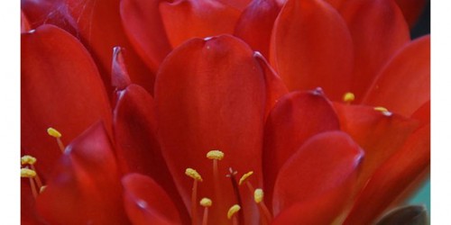 Five Faces Of Hemophilia