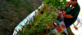 New Restrictions on Herbal Remedies in the European Union