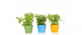 10 Super Powerful Herbs And Spices Your Body Needs To Boost Immune System