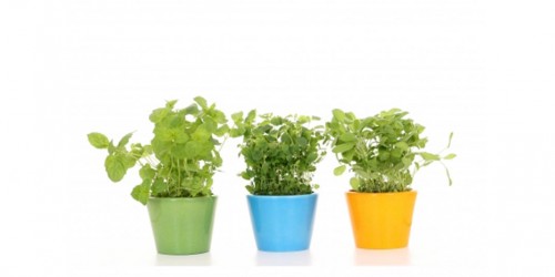 10 Super Powerful Herbs And Spices Your Body Needs To Boost Immune System