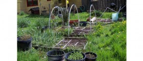 Ten Healthy Herbs To Grow At Home