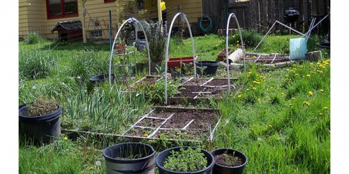 Ten Healthy Herbs To Grow At Home