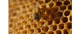 How To Recognize Real Honey
