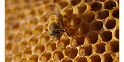 How To Recognize Real Honey