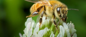 The Surprising Healing Powers Of Manuka Honey
