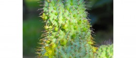 What Are the 6 Things All Hoodia Reviews Need to Have?