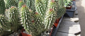 A Newly Understood Herbal Remedy For Obesity