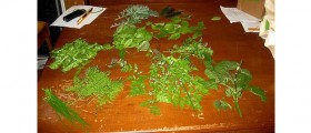 Kidney Detox Foods And Herbs
