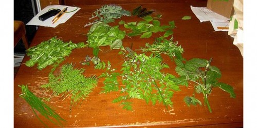 Kidney Detox Foods And Herbs