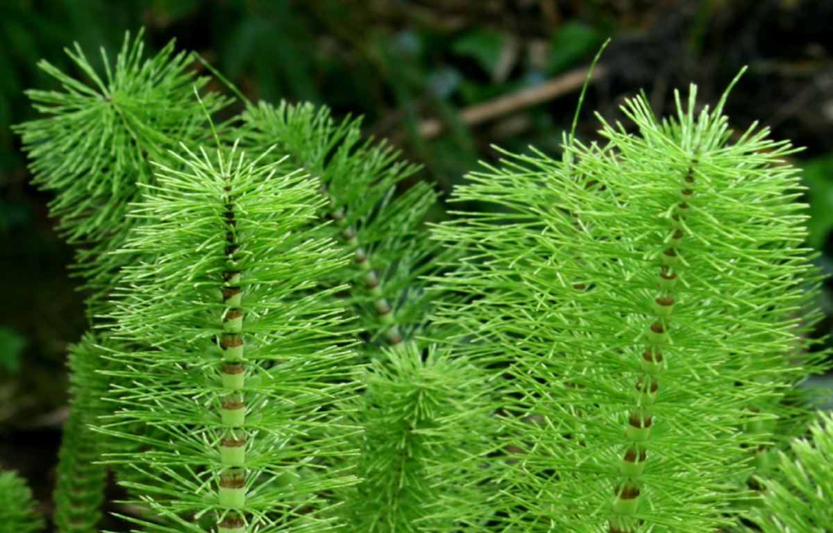 how-to-grow-or-eradicate-horsetail-plant-gardening-channel