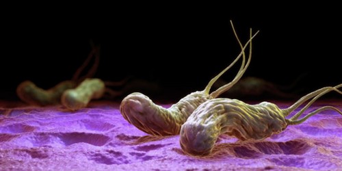 Helicobacter pylori: The Bacteria that Cause Ulcers