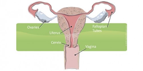 Endometrial/Uterine Cancer