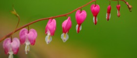 Differences Between Implantation Bleeding And Menstruation