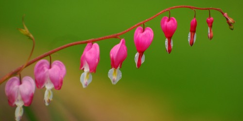 Differences Between Implantation Bleeding And Menstruation