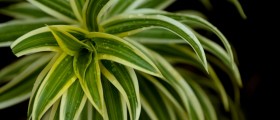 Plants Absorb Nicotine From Nearby Smokers
