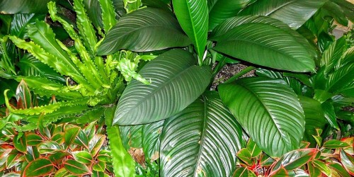 Plants Absorb Nicotine From Nearby Smokers