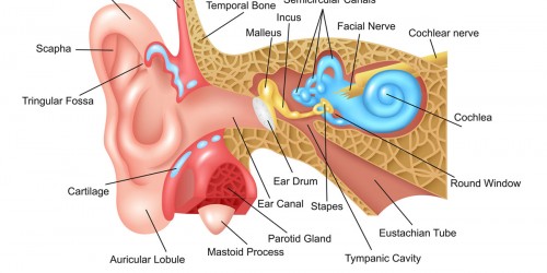 Imbalance and Dizziness caused by Superior Canal Dehiscence Syndrome
