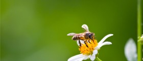 Insect Stings Allergy: Types of Reactions, Symptoms And Treatment