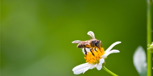 Insect Stings Allergy: Types of Reactions, Symptoms And Treatment