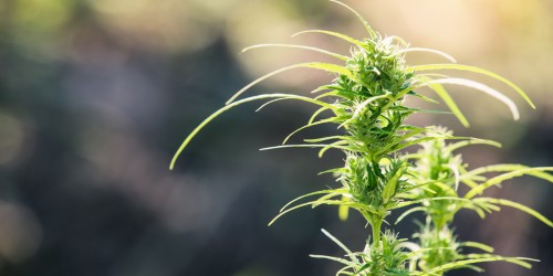 Is Marijuana A Sex Stimulant?