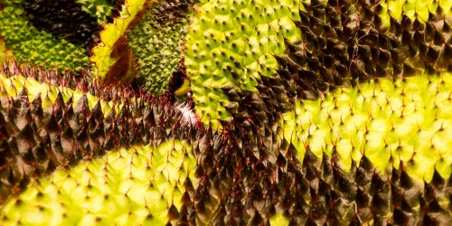 An Itch That Can't Be Scratched (And What to Do About It)