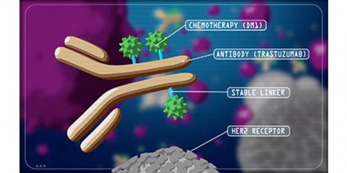 Kadcyla: A Breast Cancer Medication That Targets Tumor Cells While Sparing Healthy Ones Approved