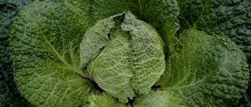 Dangerous Levels of Heavy Metals Found in Kale, Especially Organic Varieties