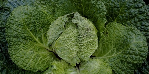 Dangerous Levels of Heavy Metals Found in Kale, Especially Organic Varieties