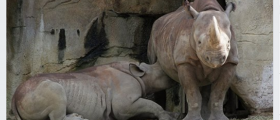 Zoo Shares Picture Of Nursing Rhino: The Comments Reveal How Society Really Views Breastfeeding