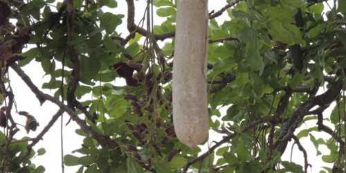 Psoriasis: A Demoralizing Disease That CAN Be Cured