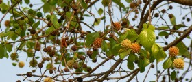 Kratom: A Potential Substitute for Addictive Opioids