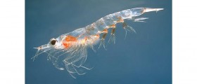 Pros and Cons of Krill Oil