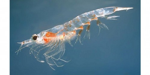 Pros and Cons of Krill Oil