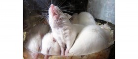 Humanization Of Animals In The Name Of Medical Research Needs New Rules To Support Ethics