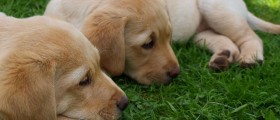Most Common Health Problems in Labradors