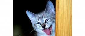 Laughter Is The Best Medicine: 6 Health Benefits Of Laughter