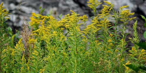 Long-Acting Allergy Vaccines On The Way