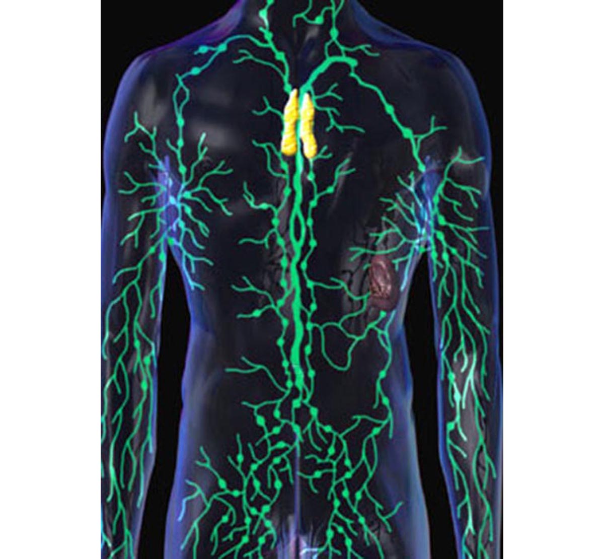The function of human lymph glands | Lymphatic & Endocrine system