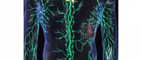 The function of human lymph glands
