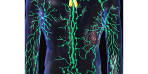 The function of human lymph glands