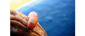 Maggots Help Heal Diabetic Wounds