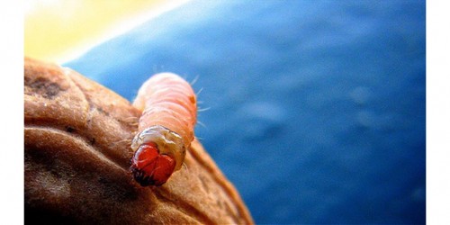 Maggots Help Heal Diabetic Wounds