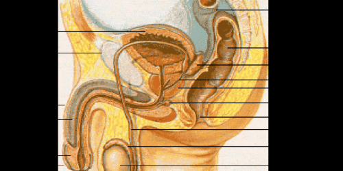 Mans best friend: Do you know dick?!