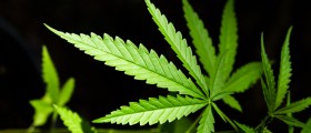 Addicted To Cannabis: What Are The Symptoms, Effects And Treatment Of A Marijuana Addiction?